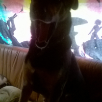 Photo #271159 de popeye