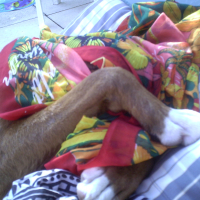 Photo #271197 de falco