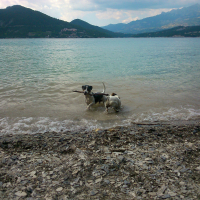 Photo #271215 de Thor