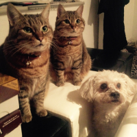 Photo #271343 de Fify