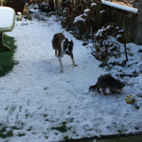Icare et Pac0 ravis de j0uer dans Ia neige