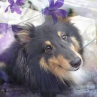 Photo #271411 de Hugo