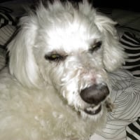 Photo #271420 de COOKIE