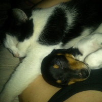 Photo #271443 de Happy