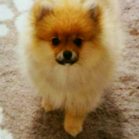 Photo #271518 de Lucky