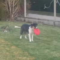 Jaime jouer au frisbee