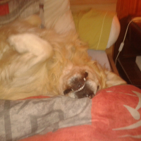 chut je fait dodo