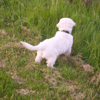 Photo #271744 de carson