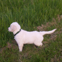 Photo #271745 de carson