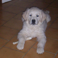 Photo #271748 de carson