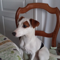 Photo #271770 de Litchee