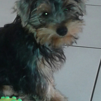 Photo #271791 de locky