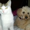 Choupinette et Peluche