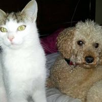 Photo #271794 de PELUCHE