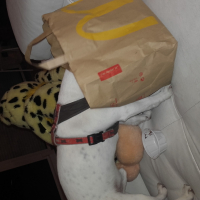 Photo #271795 de gucci
