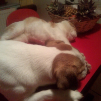 Photo #271813 de djack