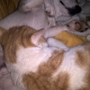squattage du lit