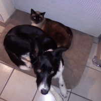 Photo #271880 de Bagheera