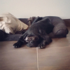 Photo #271895 de Jango