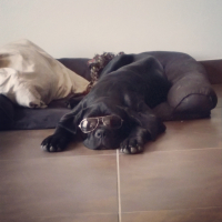 Photo #271895 de Jango
