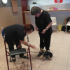au cours pour devenir chien visiteur