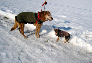 premier hivers avec Naika la mamie promenade dans a neige grrr c'est froid - Chihuahua