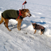 premier hivers avec Naika la mamie promenade dans a neige grrr c'est froid