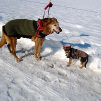 premier hivers avec Naika la mamie promenade dans a neige grrr c'est froid