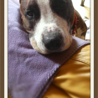 Photo #272034 de Buddy