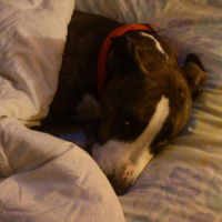 Photo #272035 de Buddy