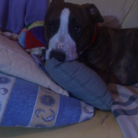 Photo #272045 de Buddy