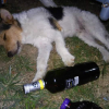Photo #272080 de Jack 