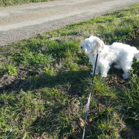 Mes promenades en campagne.