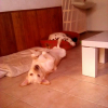 Loulou