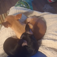 Photo #272203 de Léo