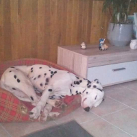 Photo #272210 de Capone