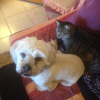 la c'est moi sur le canapé de la copine de maman ! avec le chat Rasemotte ! et pourtant j'aime pas trop les chats mais la ....