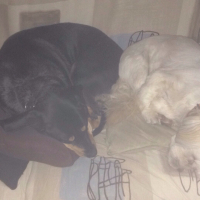 Photo #272215 de Youpi
