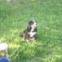Photo #272257 de wicky