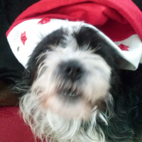 Photo #272271 de canaille