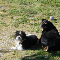 Photo #272279 de Crystal