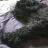 Mon titi quand il dort.