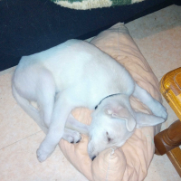 Photo #272304 de nala