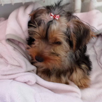 Photo #272312 de LEPRINCE