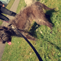 Photo #272367 de Chipie