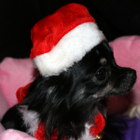 Photo #272439 de LUNA
