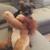 J'ai piqué la peluche de ma maîtresse, mais un peu grande pour moi