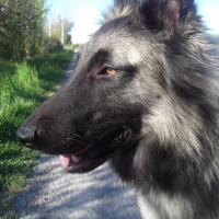 Photo #272571 de Görden