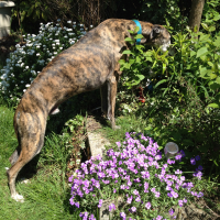 Dans le jardin