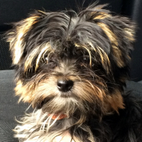 Photo #272585 de Joy